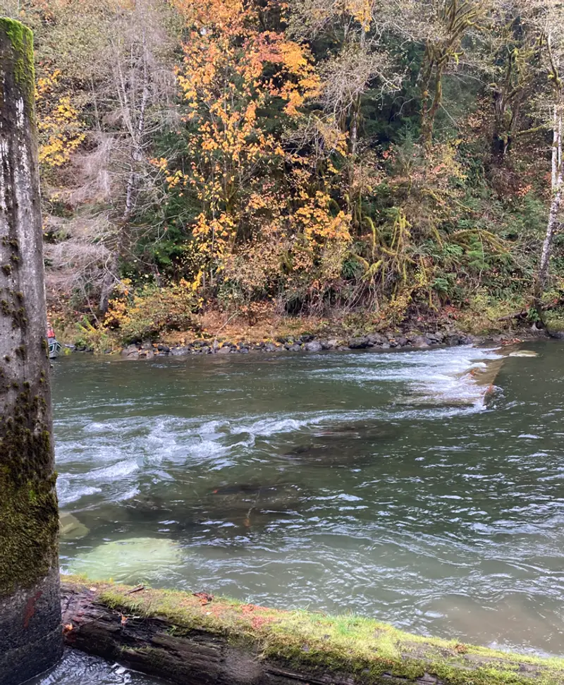 Washington DFW temporary weir at Sol Duc built with rock bags — photo 4
