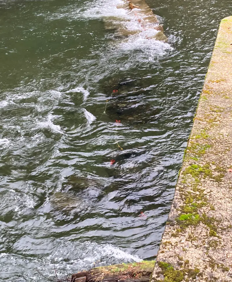 Washington DFW temporary weir at Sol Duc built with rock bags — photo 5