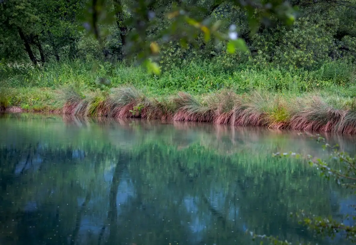 River meander bank lined with rock bags, native vegetation above
